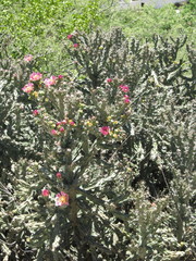 Cylindropuntia imbricata