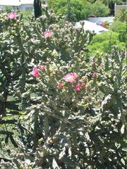 Cylindropuntia imbricata