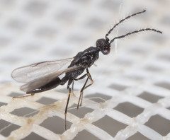 Eurytominae