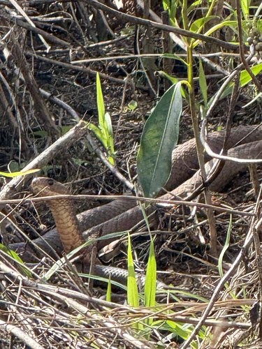 Eastern Brown Snake sighting