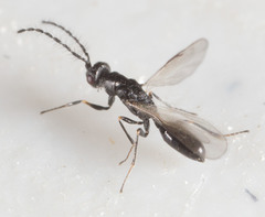 Eurytominae