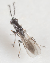 Eurytominae