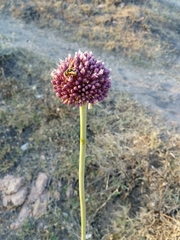Allium commutatum