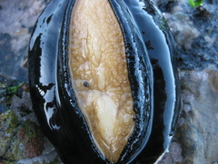 Haliotis australis