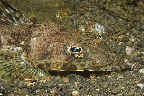 Patricias platkopvis (Rogadius patriciae) — Platycephalidae — 4