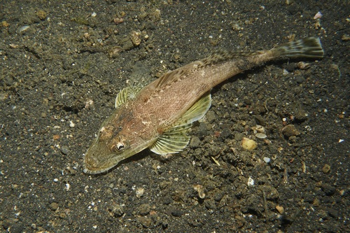 Patricias platkopvis (Rogadius patriciae) — Platycephalidae — 3