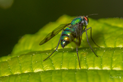 Condylostylus occidentalis