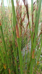Restio sieberi