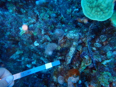 Porites porites
