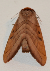 Datana major