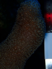 Porites porites
