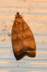 Psilocorsis cryptolechiella