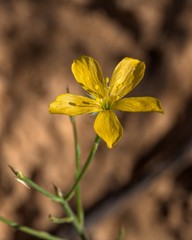 Linum aristatum