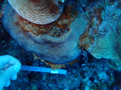 Stephanocoenia intersepta