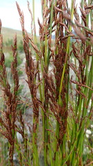 Restio sieberi