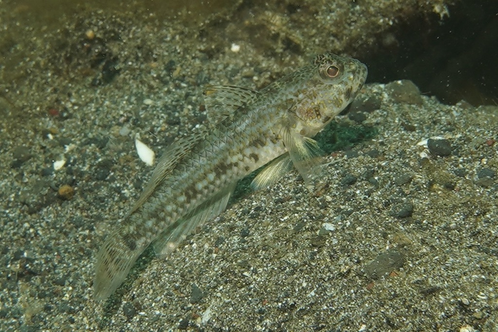 Threadless Cheek-hook Goby (Ancistrogobius yoshigoui)