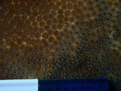 Stephanocoenia intersepta