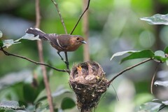Tinian Monarch photo 1