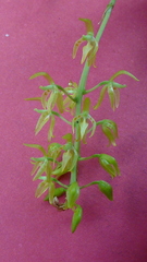Notylia pubescens