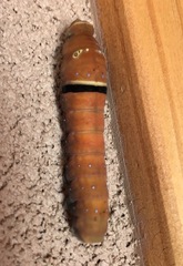 Papilio multicaudata