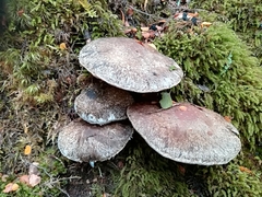 Cortinarius austrocyanites