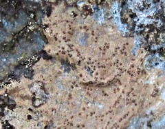 Ionaspis lacustris