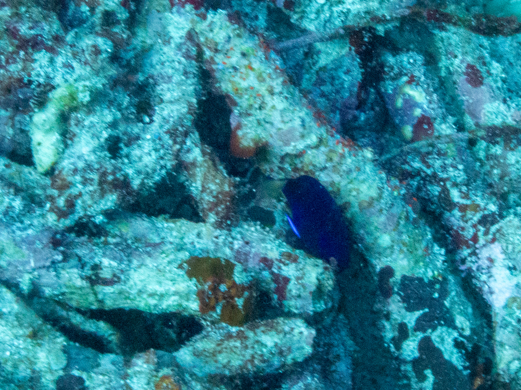 Damsel Angelfish