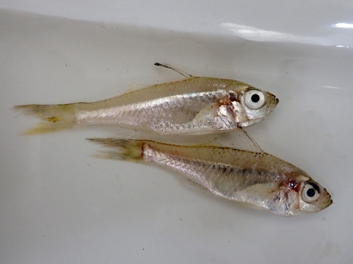Buru glass perchlet (Ambassis buruensis) — Ambassidae