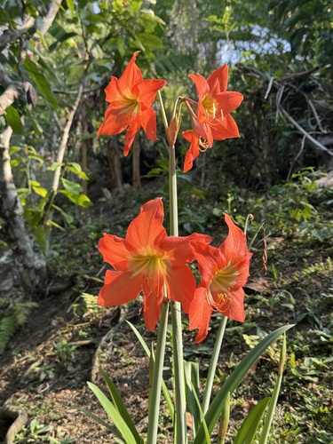 Image of Hippeastrum puniceum by no rights reserved