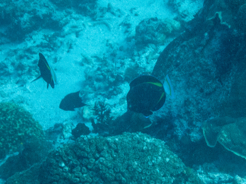 Whitecheek Surgeonfish (Acanthurus nigricans)