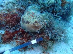 Stephanocoenia intersepta