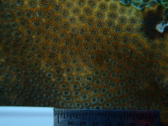 Stephanocoenia intersepta