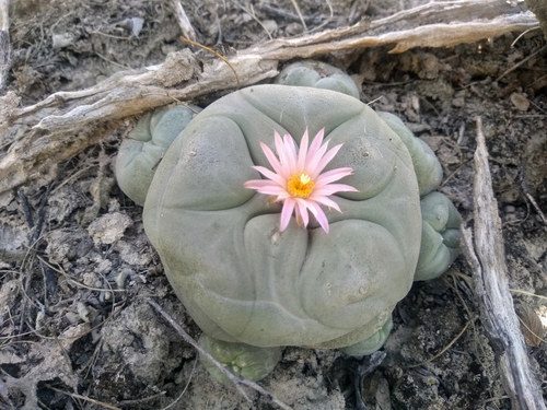 Lophophora diffusa