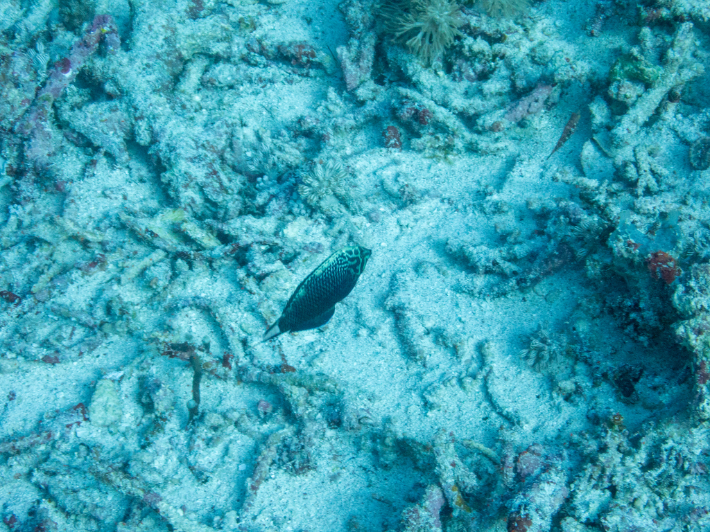 Black Leopard-wrasse