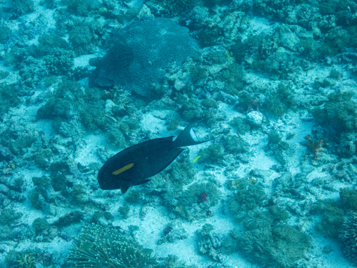 Orangeblotch Surgeonfish (Acanthurus olivaceus)