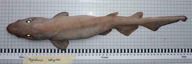 White Ghost Catshark