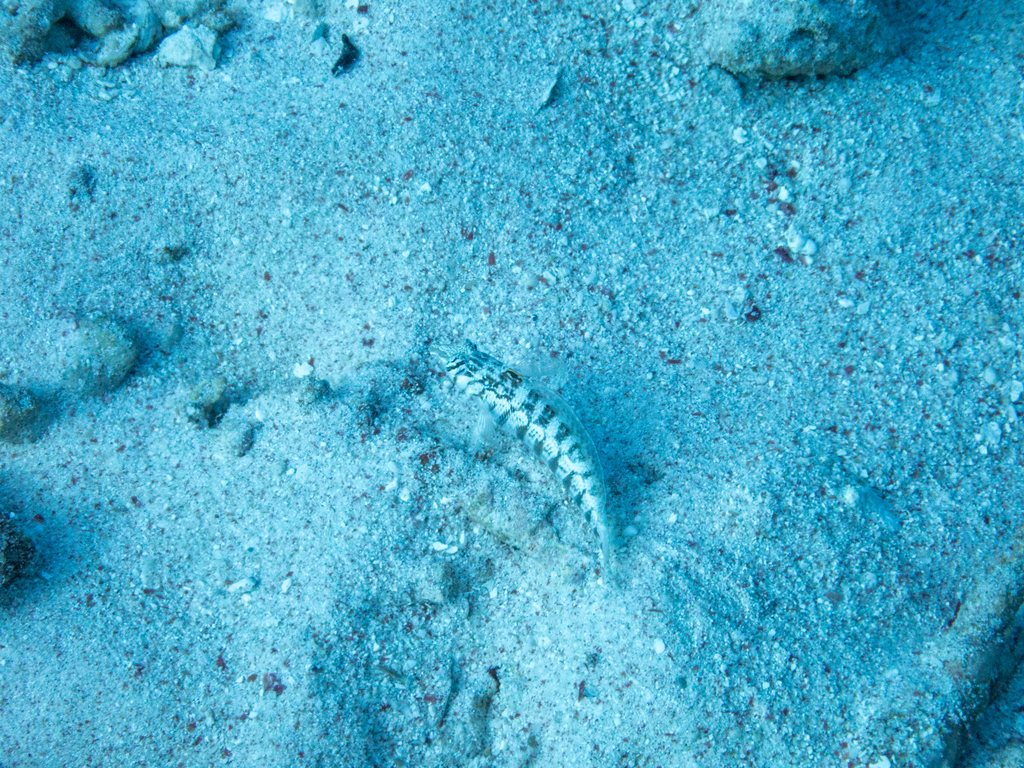 Cylindrical sandperch