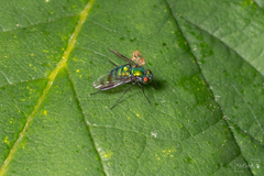 Condylostylus occidentalis