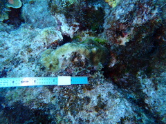 Porites astreoides