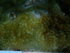 Porites astreoides