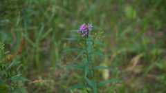 Lythrum virgatum