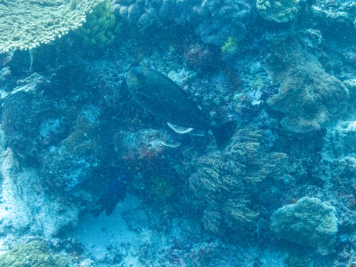 Bignose Unicornfish (Naso vlamingii)