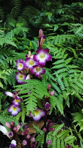 Image of Christisonia tubulosa by (c) Srinivasan Kasinathan, some rights reserved (CC BY)