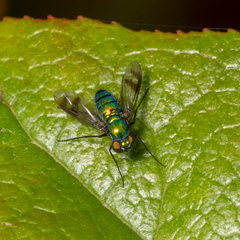 Condylostylus occidentalis