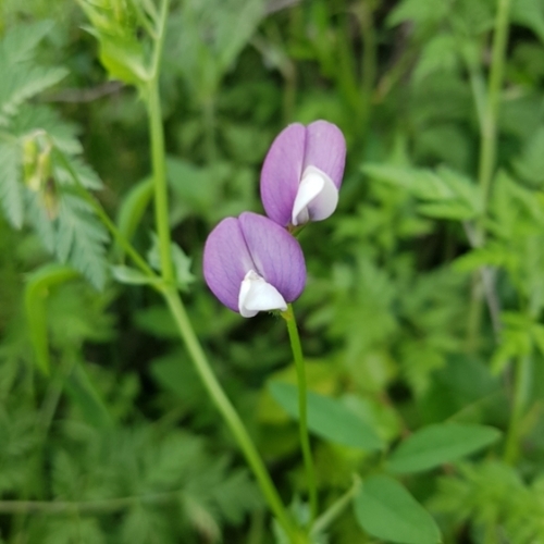 Image of Vicia bithynica by (c) Clive Freedman, some rights reserved (CC BY)