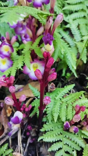 Image of Christisonia tubulosa by (c) Srinivasan Kasinathan, some rights reserved (CC BY)
