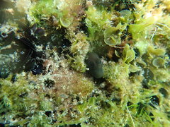 Microlipophrys canevae