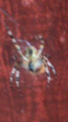 Araneus diadematus