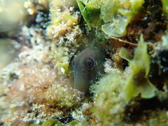 Microlipophrys canevae