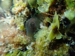 Microlipophrys canevae